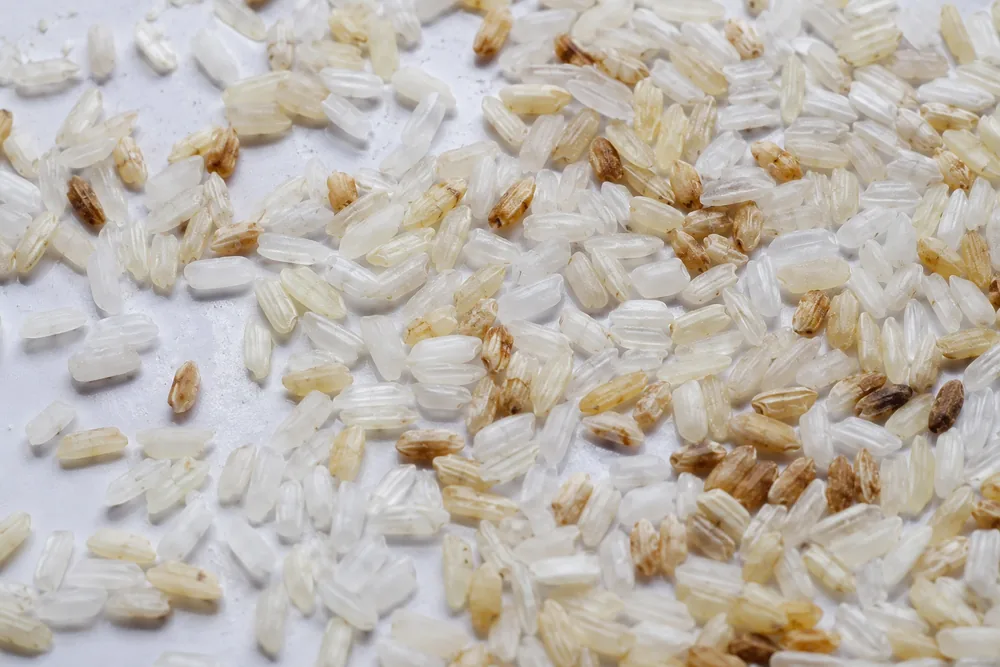 Rice sample with yellow and discolored kernels for color sorting test review