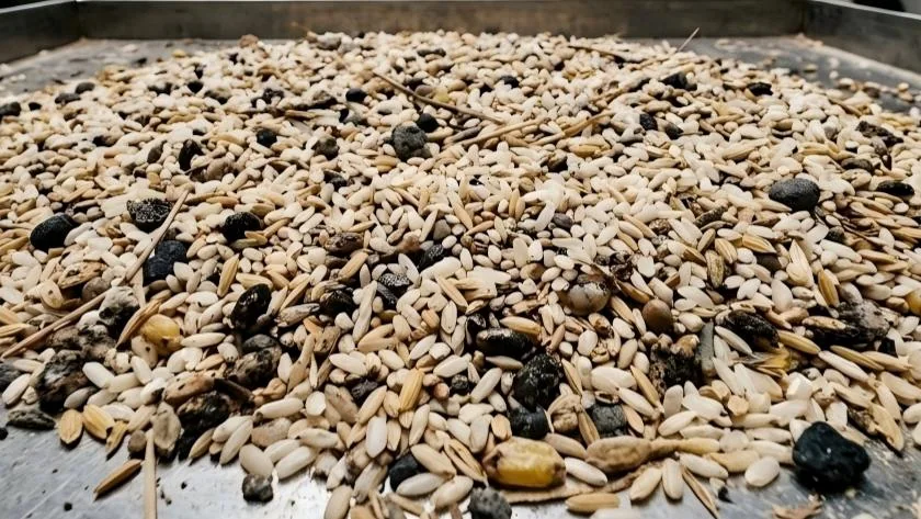Representative rice input sample with dark kernels and foreign material before color sorting